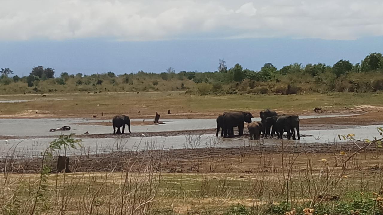 Cassia Udawalawe Hotel Luaran gambar